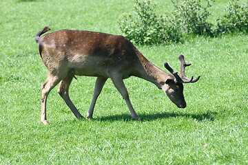 Image showing fallow deer-bull