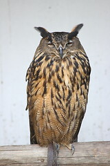 Image showing eagle owl (Bubo bubo) 