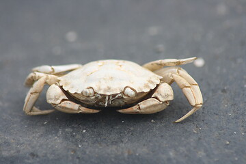 Image showing beach crab (Carcinus maenas)