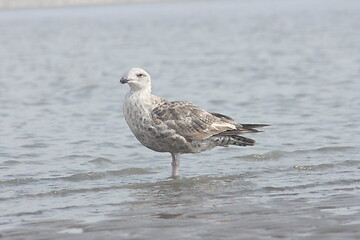 Image showing Herring gull (Larus argentatus) i