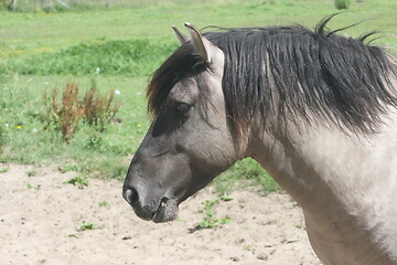 Image showing stallion Iceland 