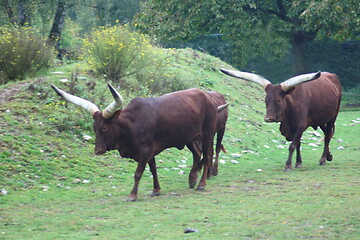 Image showing Watusi cattle