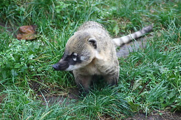 Image showing coati (Nasua)