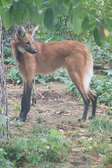 Image showing maned wolf (Chrysocyon brachyurus)