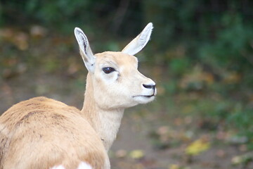 Image showing blackbuck antelope (Antilope cervicapra) 
