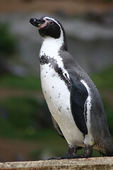 Image showing Humboldt penguin (Spheniscus humboldti)