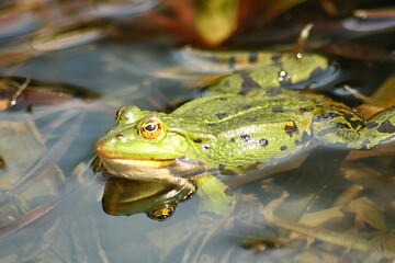 Image showing green water frog     