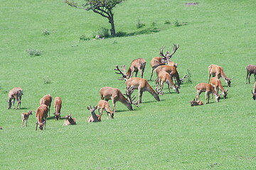 Image showing a herd of deer