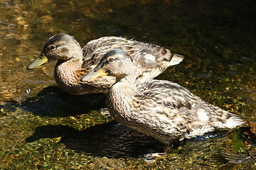 Image showing mallards (Anas platyrhynchos) 