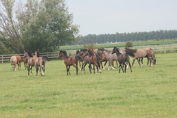 Image showing horses 