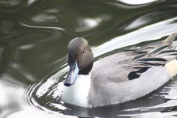 Image showing male pintail (Anas acuta)