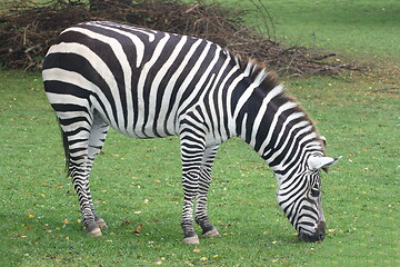 Image showing Burchell's zebra (Equus quagga)