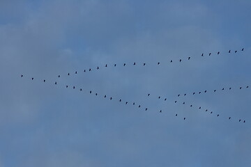 Image showing birds