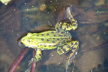 Image showing green water frog 