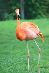 Image showing red flamingo (Phoenicopterus ruber)