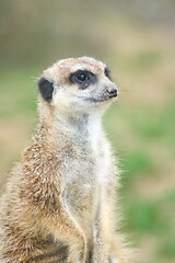 Image showing Meerkat (Suricata suricatta) 