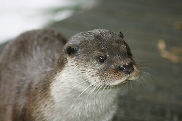 Image showing river otter 