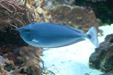 Image showing blue fish