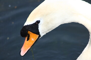 Image showing mute swan