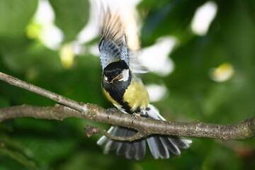 Image showing Great Tit (Parus major)