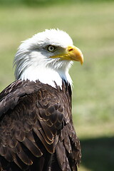 Image showing  bald eagle (Haliaeetus leucocephalus) 