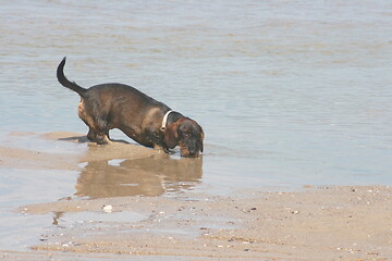 Image showing dachshund