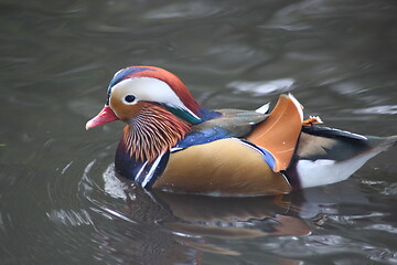 Image showing Mandarin duck (Aix galericulata)