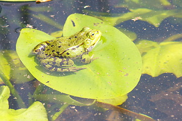 Image showing water frog 