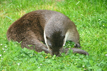 Image showing otter 