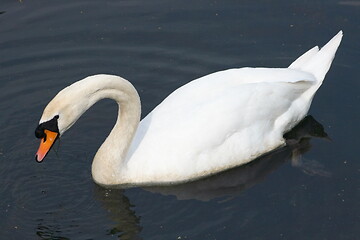 Image showing Mute Swan (Cygnus olor)