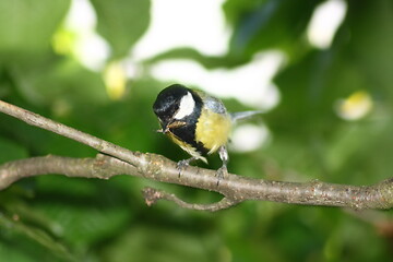 Image showing great tit (Parus major)