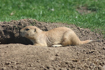 Image showing prairie dog (Cynomys)