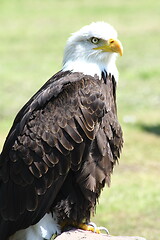 Image showing bald eagle (Haliaeetus leucocephalus) 