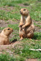 Image showing prairie dogs (Cynomys)