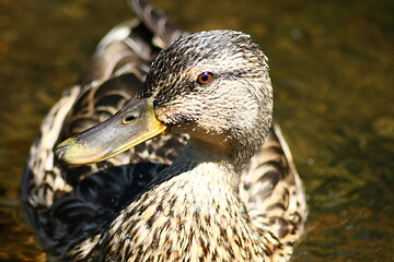 Image showing  mallard (Anas platyrhynchos) 