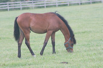Image showing  horse