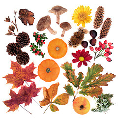 Image showing Nature Study of Autumn Food & Flora