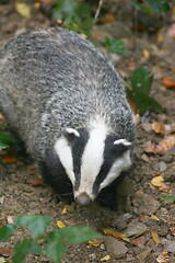 Image showing badger (Melina)