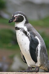 Image showing Humboldt penguin (Spheniscus humboldti) 