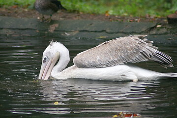 Image showing white pelican (Pelecanus onocrotalus) 