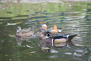 Image showing Mandarin duck (Aix galericulata) and Wood Duck (Aix sponsa)