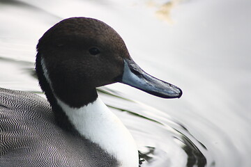 Image showing pintail,(Anas acuta)