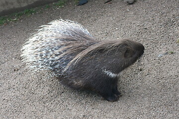 Image showing Porcupine (Hystricidae)