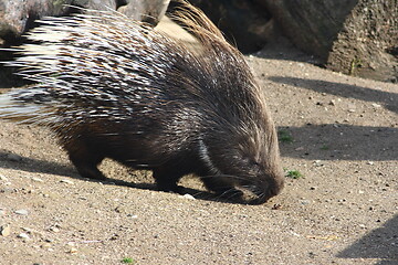 Image showing Porcupine (Hystricidae) 