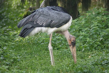 Image showing marabou, (Leptoptilos crumeniferus) 