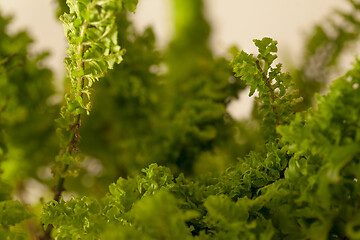 Image showing Studio photo shoot of a Nephrolepis exaltata blue bell fern.