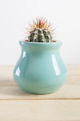 Image showing Genus Echinocactus Cactus a potted plant in a turquoise pot
