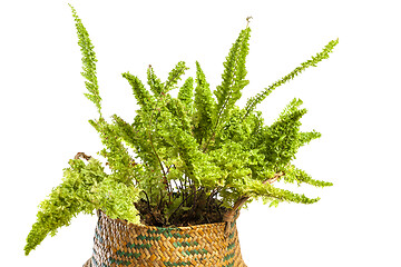 Image showing Studio photo shoot of a Nephrolepis exaltata blue bell fern.