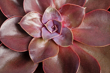 Image showing Echeveria lilacina plant. Ghost Echeveria is a species of succulent plants.