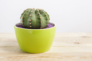 Image showing Genus Echinocactus Cactus a potted plant in a green pot